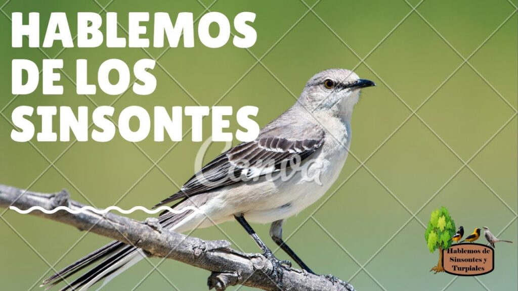 Descubre el Significado del Sinsonte: ¡Aprende ahora! 1 Descubre el Significado del Sinsonte: ¡Aprende ahora!