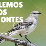 Descubre el Significado del Sinsonte: ¡Aprende ahora!