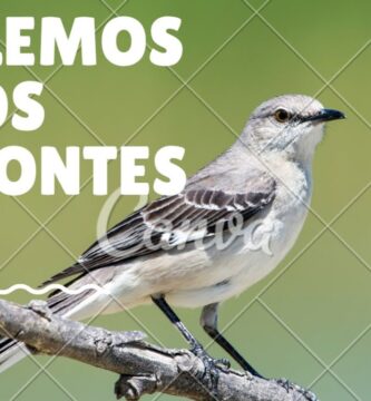 Descubre el Significado del Sinsonte: ¡Aprende ahora!