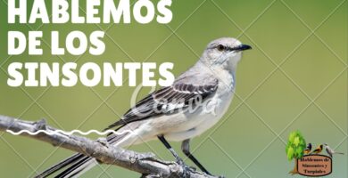 Descubre el Significado del Sinsonte: ¡Aprende ahora! 8 Descubre el Significado del Sinsonte: ¡Aprende ahora!