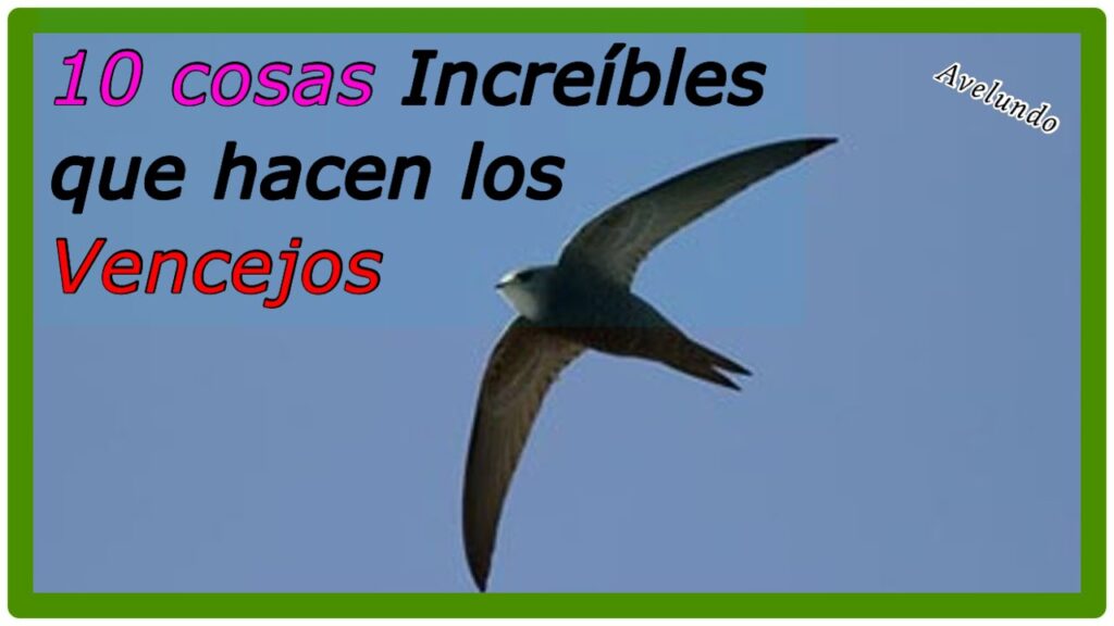 Descubre el Significado Espiritual de los Vencejos: Claves para tu Transformación 1 Descubre el Significado Espiritual de los Vencejos: Claves para tu Transformación