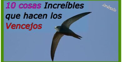Descubre el Significado Espiritual de los Vencejos: Claves para tu Transformación 4 Descubre el Significado Espiritual de los Vencejos: Claves para tu Transformación
